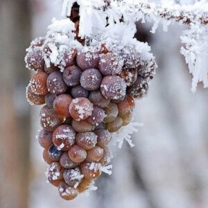 Dessert Wines – Sweet Elegance in Every Sip